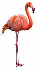Obraz premium Standing Flamingo Isolated on White Background Bird Photography