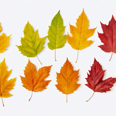 Obraz premium A collection of colorful autumn maple leaves. They range in shades from vibrant green and yellow to warm orange and deep red.