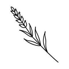 Minimalist lavender branch outline illustration elegant botanical line art design for decoration and print