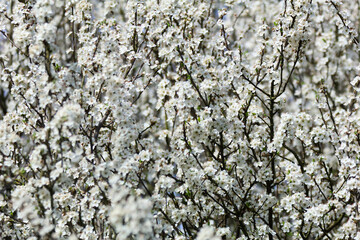 spring blooms in the countryside of the plains hawthorns and wild cherry trees