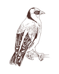 Goldfinch bird hand drawn vector illustration