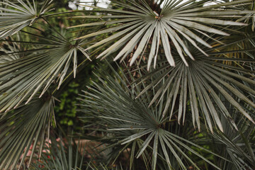Close-Up of Tropical Palm Leaves