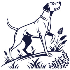 dog on white background