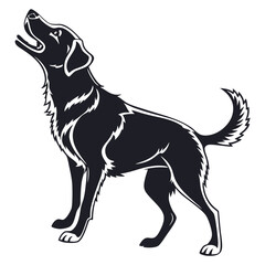 dog on white background