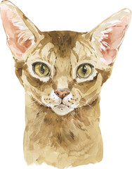 Watercolor Cat Portrait. Hand drawn Abyssinian Pet Breed. Design element isolated