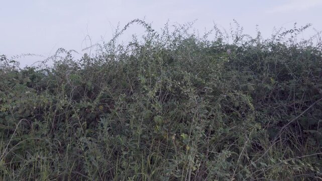 bastard jasmin (Lycium halimifolium) green hedge on sea shore