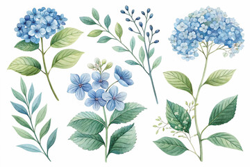 The image features a collection of blue hydrangea blooms in various stages, rendered in a soft style with green foliage, against a white backdrop