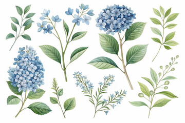 Delicate illustrations of blue hydrangea flowers with detailed green leaves and stems are isolated on a clean white background