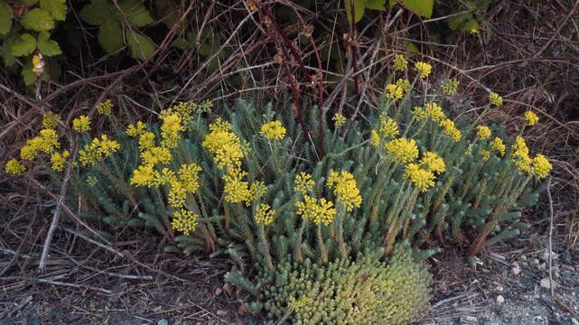 Crooked Yellow Stonecrop (Sedum rupestre) ancestral plant of garden alpinary in a rocky steppe with limestone outcrops. Crimea, Kerch Peninsula