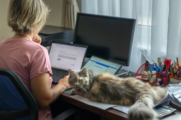 Young woman working from home behind the working desk with big fluffy cat lying on the top of the...