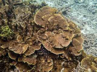 Fototapeta premium Myanmar se under the sea