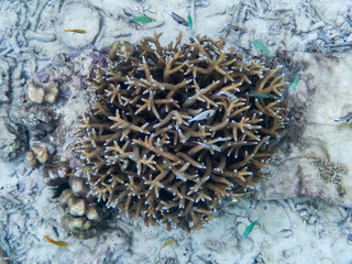 Myanmar se under the sea
