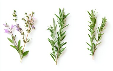 Obraz premium Three Fresh Sprigs of Rosemary and Sage Herbs Arranged Against a White Backdrop