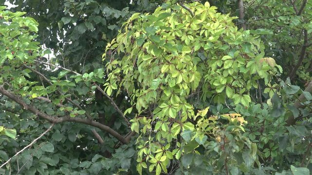 Virginia creeper, bullis vine wrapped around a branch of wild apricot (Prunus armeniaca). Crimea, Kerch Peninsula. Wild thickets of fruit plants in limestone gullies