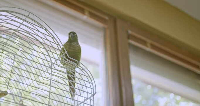 A young girl plays with her green-cheeked conure parrot beside its cage at home, joyfully interacting with her feathered companion.