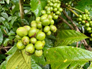 Close-up of green coffee beans growing on a branch.