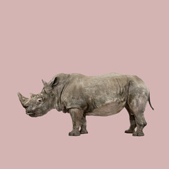 Fototapeta premium Powerful rhinoceros standing against a vibrant pink backdrop, showcasing its majestic presence and unique texture