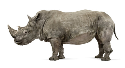 Powerful white rhinoceros standing, showcasing its thick skin and prominent horns, isolated on transparent background