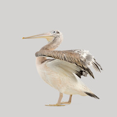 Studio shot of a pink backed pelican grooming and stretching its wing against a seamless gray backdrop