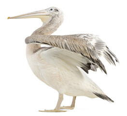 Majestic pink backed pelican extending its wings, isolated on transparent background, showcasing its elegance and unique features