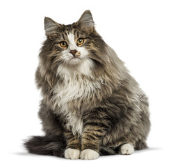 Fluffy norwegian forest cat sitting and looking forward on a transparent background