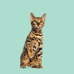 Playful bengal cat sitting and raising paw against a turquoise background, showcasing its distinctive markings and curious expression