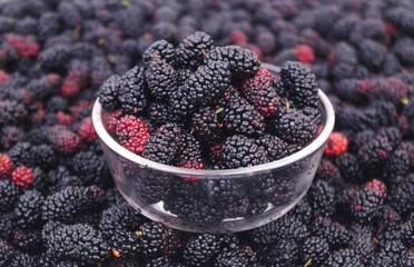 Close up of glass bowl with mulberry on ripe mulberry berries background.