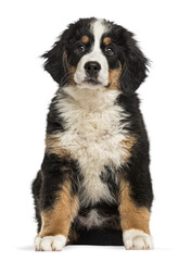 Adorable bernese mountain dog puppy sitting and looking forward, isolated on a transparent...