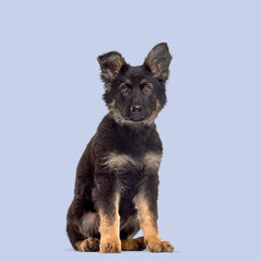 Adorable german shepherd puppy sitting and looking forward, isolated on a pastel purple background