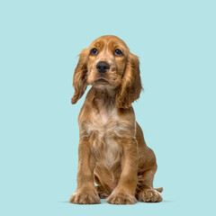 Cute cocker spaniel puppy sitting and looking up, isolated on a light blue background