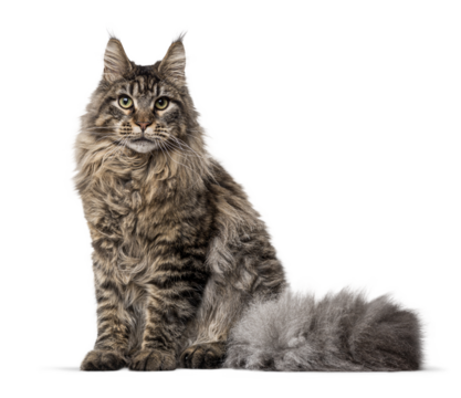 Studio shot of a maine coon cat sitting against a transparent background, showcasing its long, luxurious fur and regal presence
