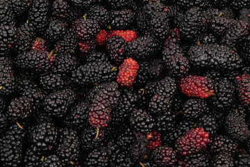Top view of many mulberry berries