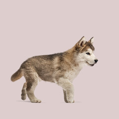 Side view of adorable alaskan malamute puppy gently walking on light pink background