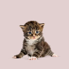 Cute baby maine coon cat crawling and playing on a pink studio background