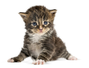 Cute maine coon kitten exploring its surroundings, sitting on a transparent background, perfect for...