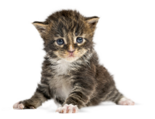 Cute maine coon kitten exploring its surroundings, sitting on a transparent background, perfect for pet related projects