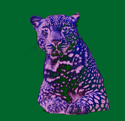 Pink and purple leopard resting on green background