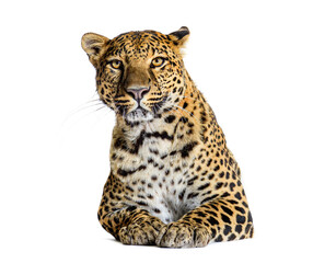 Majestic leopard relaxing, displaying its striking fur pattern