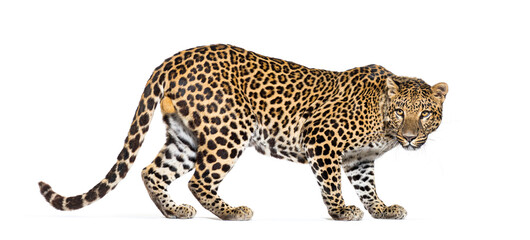 Back view of a Spotted leopard, Panthera pardus, walking and looking back at camera, isolated on...