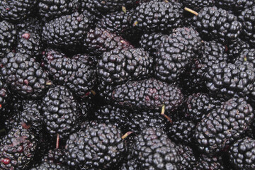 Close-up of fresh mulberry berries	