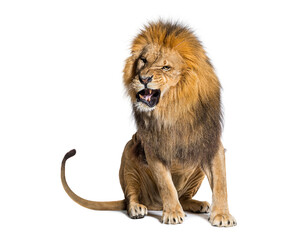 adult male lion sitting and roaring fiercely, isolated on white