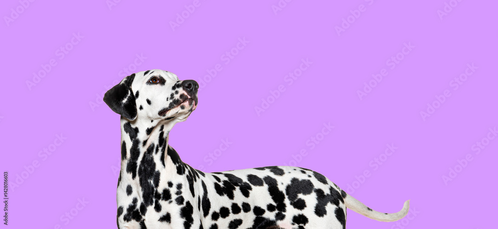 Poster side view of a dalmatian dog looking up on pink background, perfect for pet related projects