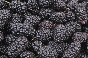 Close up of fresh mulberry