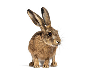 Young European hare, brown hare, Lepus europaeus, three months old,  standing and looking to the right