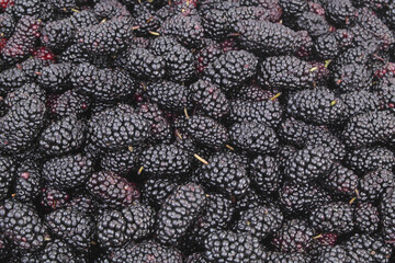 Many mulberry berries as background	