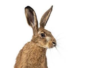 Head shot Young European hare, brown hare, Lepus europaeus, three months old sitting attentively
