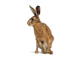 European hare, brown hare, Lepus europaeus, standing upright with ears perked on a white background © Eric Isselée