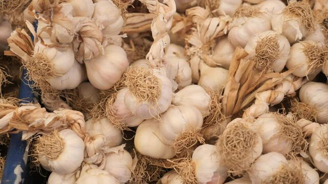Fresh garlic harvest showcased at local farmer's market