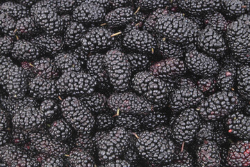 Background of ripe fresh mulberry berries	