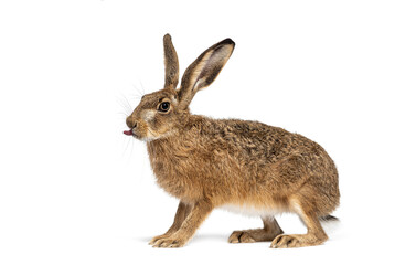 Side view of a European hare or brown hare, lepus europaeus, showing tongue, sitting and looking away isolated on white
